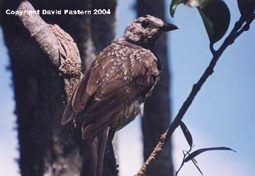 Bower Bird Image