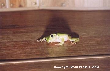 Green Tree Frog Image