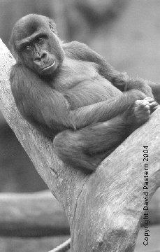 Gorilla 3