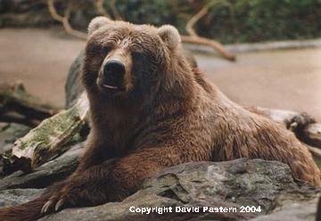 Grizzly Image