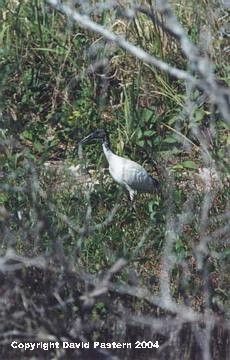Ibis Image