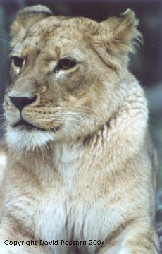 Lion 2