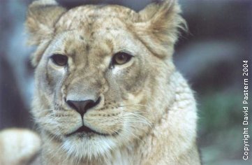 Lion 3