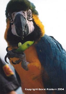 Macaw Image
