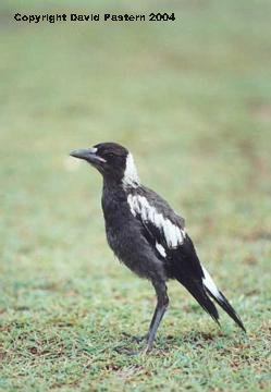 Magpie Image