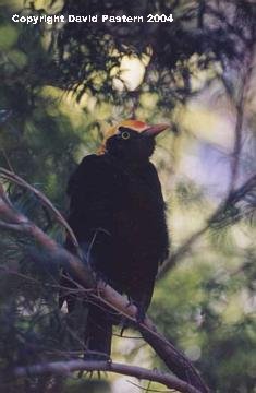 Male Bower Bird Image
