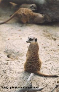 Meerkat Image