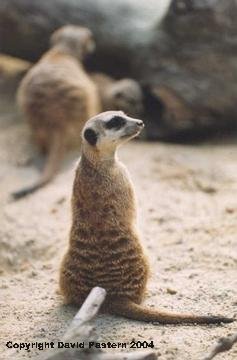 Meerkat Image 1