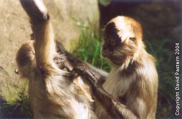 Monkeys