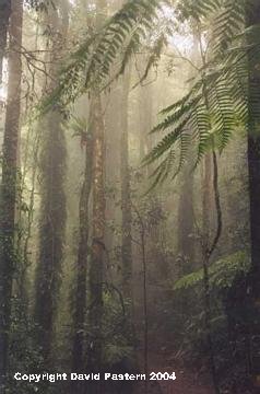Rainforest Image