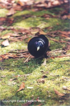 Satin Bower Bird