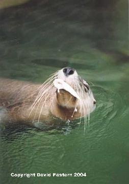 Seal Image
