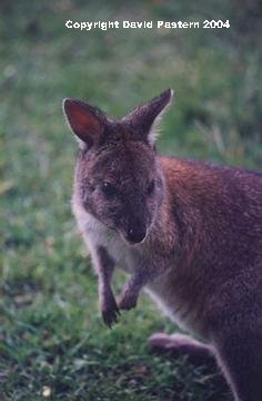 Skippy Image
