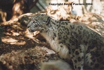 Snow Leopard Image