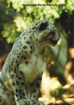 Snow Leopard Image 1