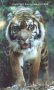 Bengal Tiger Image 1