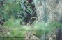 Bower Bird Image 1