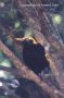 Bower Bird Image 2
