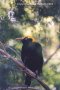 Bower Bird Image 4