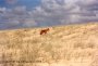 Dingo