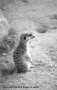 Gopher - Black and White