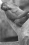 Gorilla Image 2