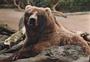 Grizzly Bear