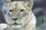 Lion Image 3