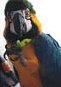 Macaw