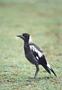 Magpie