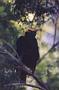 Male Bower Bird