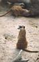 meerkat