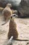 meerkat 1