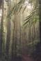 Rainforest