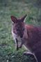 Skippy
