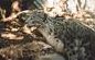 Snow Leopard Image