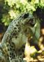 Snow Leopard Image 1