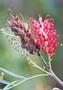 Wattle Flower