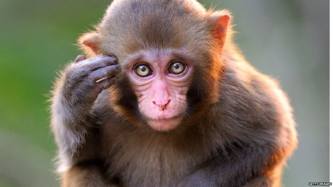 cute monkey
