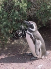 Pepe penguin, .. or was this one Polly?