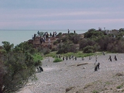 Penguins watching people watching penguins ...