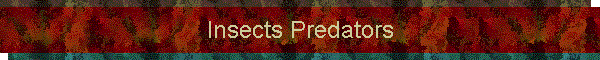Insects Predators