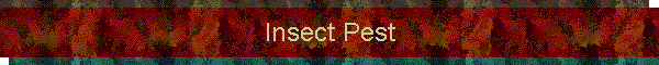 Insect Pest