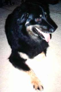 Molly is a most wonderful dog!