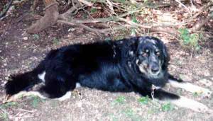 Molly loved the yard and you'll see below, the new one also