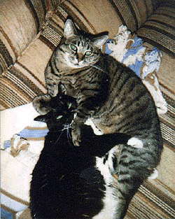 Shortie & Fancy, together forever.