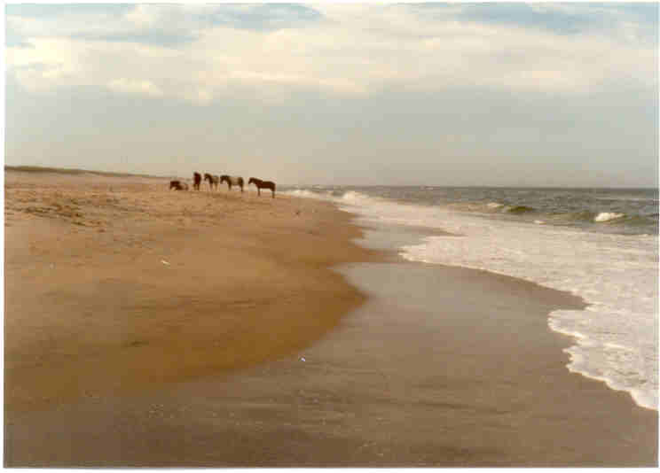 assateaguebeach.jpg (12384 bytes)