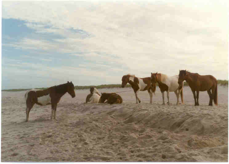 assateagueponies.jpg (18013 bytes)