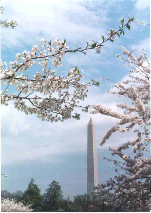 dccherryblossommonument.jpg (26790 bytes)