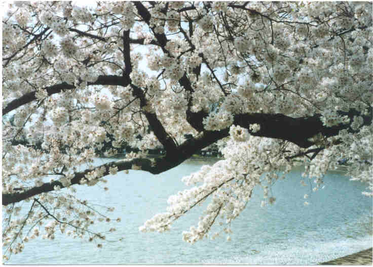 dccherryblossoms.jpg (41790 bytes)